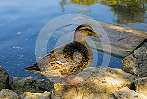 Big water bird duck standing in profile against