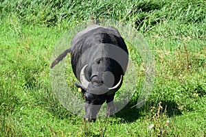 big water buffalo cow in swampland