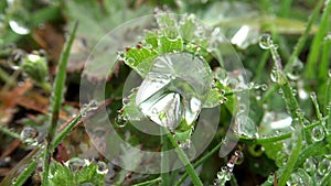 Big Water Droplet on Herb Leave