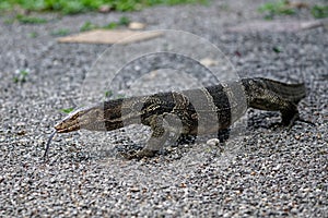 Big water monitor crawling with its tongue sticking out