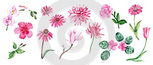 Big watercolor set of pink flowers. Wild, exotic, garden, tree, home flowers, herbs. Hand drawn botanical illustration