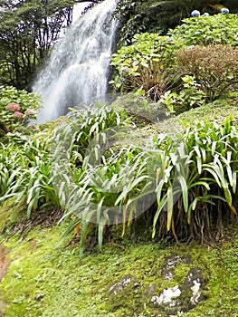 Big waterfall at Botanical Garden of Ribeira do Guilherme, SÃ£o Miguel Island, Azores photo