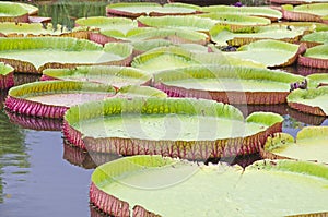 Big waterlily leaves and reflections in the water