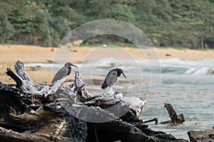 The big waves kill big pine trees