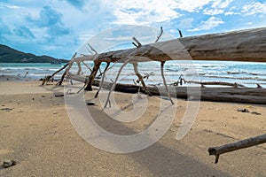 The big waves kill big pine trees