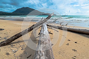 The big waves kill big pine trees