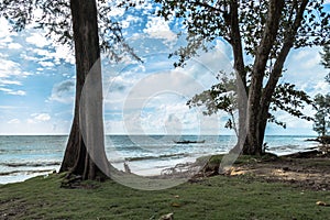 The big waves kill big pine trees