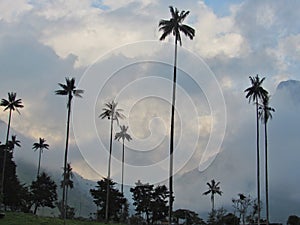 Big wax palm in Salento valley cocora