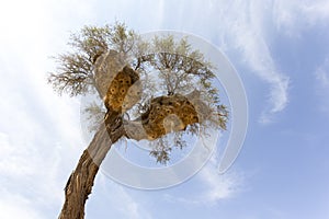 Big Weavers nest on a tree
