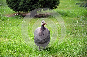 Big weird color chicken on green grass photography