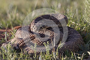 Big Western Diamondback Rattlesnake photo