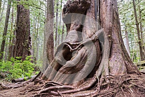 Big Western Red Cedar Tree Trunk Avatar Groove Forest Port Renfrew Vancouver Island BC Canada