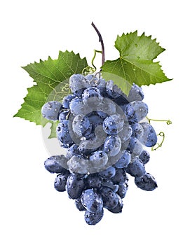 Big wet blue grapes bunch and leaves isolated on white