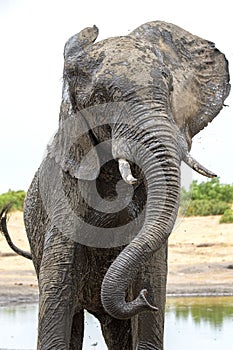 Big wet elephant in the safari on the lakeside in Zimbabwe