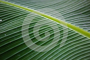 Big Green Wet Leafs with Dew