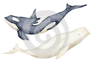 Big Whale and Beluga. Hand drawn watercolor illustration of underwater animals on isolated background. Set of polar