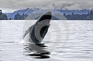 Big whale breaching in the Alaskan ocean