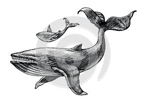 Big whale and little whale hand drawing vintage engraving illustration photo