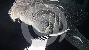 Big whale shark Rhincodon typus feeding on plancton behind boat at night in Maldives