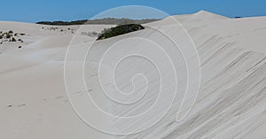 Big what sand dune and native Australian coastal vegetation. Lit