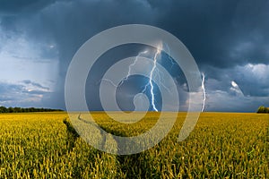 Big wheat field and thunderstorm photo