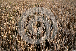 Big wheat field. Wheat seed corns at the field