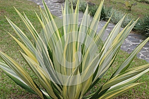 Big white aloe vera plant