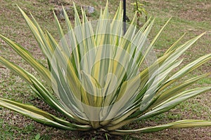 Big white aloe vera plant