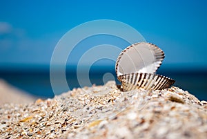 Big white beautiful open shell on the right on a background of blue sea sand summer sunny day