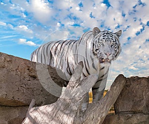 Big white Bengal tiger