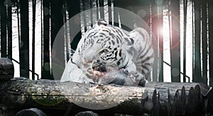 Big white Bengal tiger