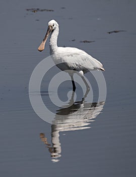 Big white bird, the `Colhereiro` Platalea leucorodia in Cavado River, Esposende, Minho.