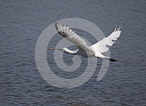 Big white bird, the `Colhereiro` Platalea leucorodia in Cavado River, Esposende, Minho.
