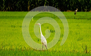 Local white birds, great egret bird walking around organic rice field and watching for food, little insects and shell.