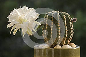 Big white blooming cactus flower. Growing succulents in a greenhouse