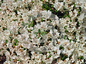 Huge white blooming rhododendron bush or tree in spring