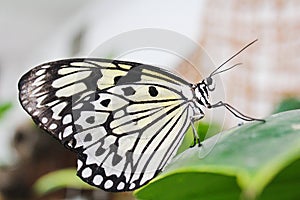 Big white butterfly standing on green leaf