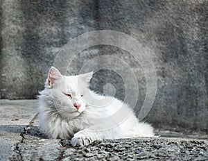Big white street cat on a gray background basking in the sun
