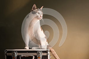 A big white cat sits guarding a safety bag.