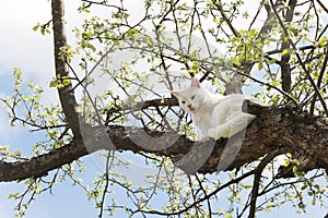 Big white cat sitting on a tree