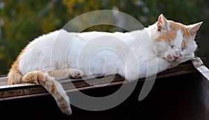 Big white cat sleep