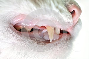 Big White Cats Fangs