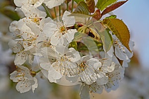 Big white cherry plum blossoms - Prunus cerasifera