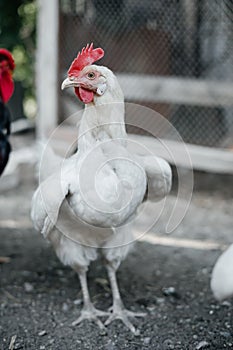 Big white  Chicken indoors in a farm. close up view