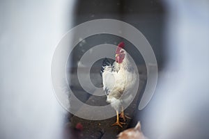 Big white cock-a-doodle-doo with red comb on the blurred background