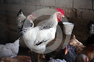 Big white cock-a-doodle-doo with red comb with hens around him