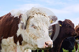 big white cow and brown pretty colors