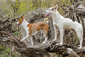 Big white cross-breed of hunting and northern dog escorting Basenji one while walking together on a root of fallen tree