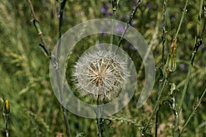 Big white dandelion on a summer sunny day in the grass