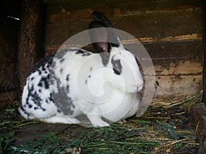 The big white doe-rabbit with black stains